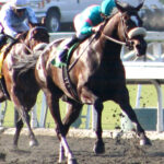 Zenyatta – Athletic Rarity