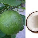 Put The Lime In the Coconut