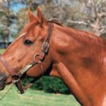 secretariat-head-shot