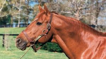 secretariat-head-shot